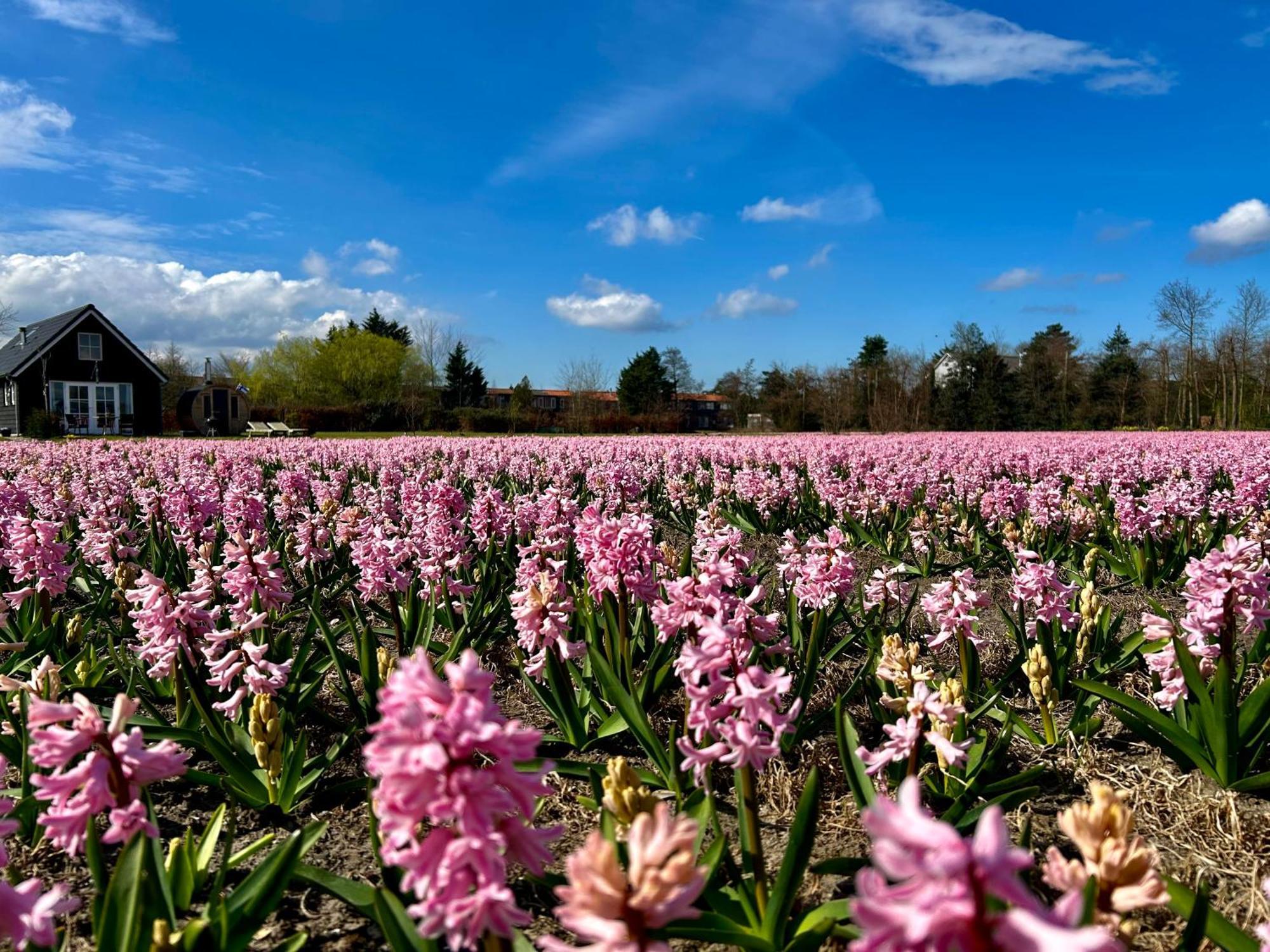 Stuga Kodawari Voorhout Exteriér fotografie